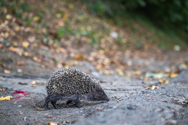 面临是否继 面临是否继